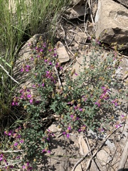 Dalea frutescens