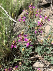 Dalea frutescens