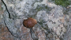 Megaustenia imperator