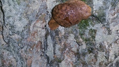 Megaustenia imperator