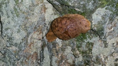 Megaustenia imperator