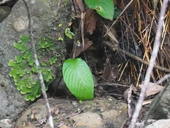 Rhynchoglossum