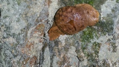 Megaustenia imperator