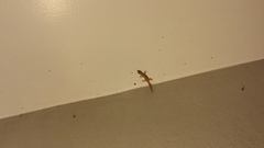 Hemidactylus frenatus