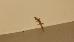 Hemidactylus frenatus