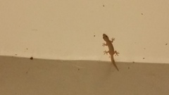 Hemidactylus frenatus