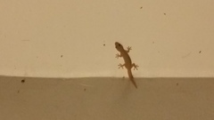 Hemidactylus frenatus