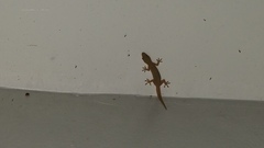 Hemidactylus frenatus