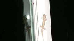 Hemidactylus frenatus