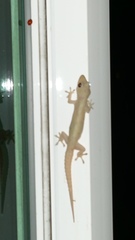 Hemidactylus frenatus