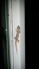 Hemidactylus frenatus