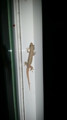 Hemidactylus frenatus