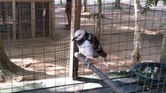 Gracupica nigricollis