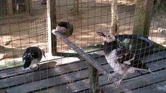 Gracupica nigricollis