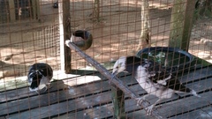 Gracupica nigricollis