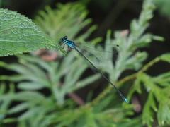 Coeliccia membranipes