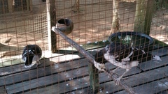 Gracupica nigricollis