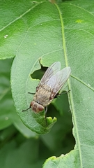 Pollenia