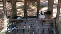 Gracupica nigricollis