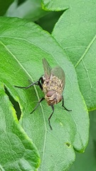 Pollenia