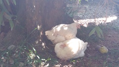 Gallus gallus domesticus