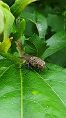 Pollenia