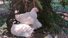 Gallus gallus domesticus