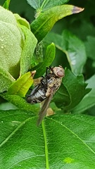 Pollenia