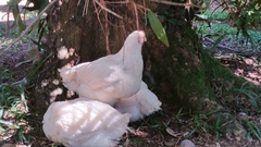 Gallus gallus domesticus