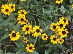 Rudbeckia tenax