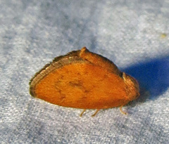 Heterogenea shurtleffi