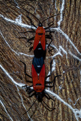 Oncopeltus nigriceps