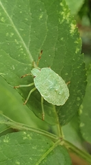Palomena prasina