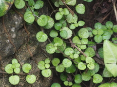 Pilea nummulariifolia
