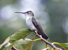 White-Bellied Hummingbird photo 3