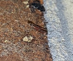 Varneria postremella