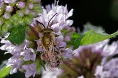 Halictus subauratus