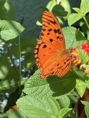 Dione vanillae insularis