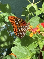 Dione vanillae insularis