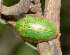 Enagria ovata