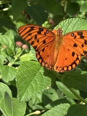 Dione vanillae insularis