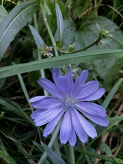 Cichorium intybus