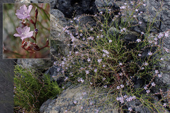 Limonium remotispiculum