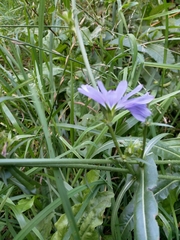 Cichorium intybus
