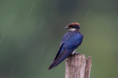 Hirundo smithii