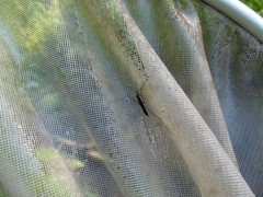 Limnoporus dissortis