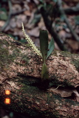 Megaclinium