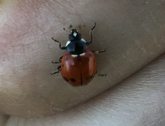 Hippodamia quinquesignata