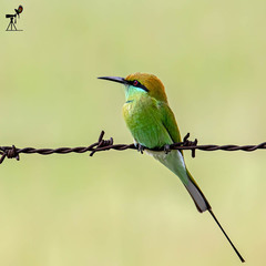 Merops orientalis