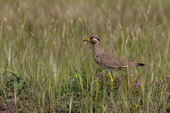 Vanellus malabaricus